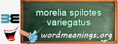 WordMeaning blackboard for morelia spilotes variegatus